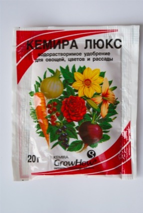 домашние растения