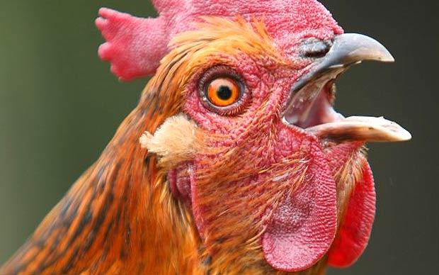 zhashkiv_chicken